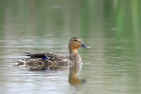 3302 Anas platyrhynchos (Germano reale, femmina adulta)